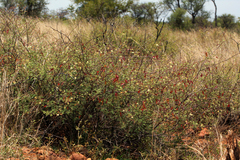 Acacia chariessa image