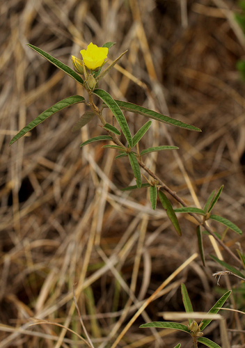 Melhania prostrata image