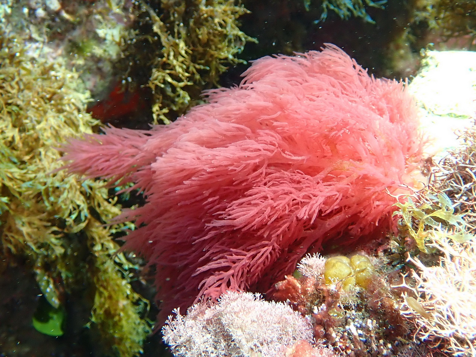 Calosiphonia vermicularis