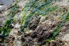 Ulvophyceae