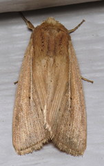 Leucania phragmitidicola