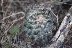 Coryphantha neglecta