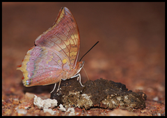 Charaxes psaphon imna