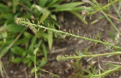 Lepidium pseudotasmanicum
