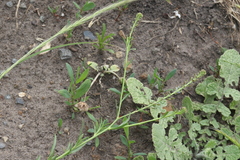 Lepidium pseudotasmanicum