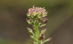 Lepidium pseudotasmanicum