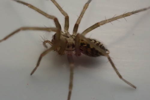 Giant House Spider, Lighthouse Lane, Pender Island, Canada, photo 8 of 10