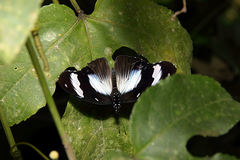 Hypolimnas anthedon anthedon