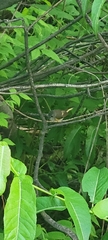 Setophaga ruticilla image