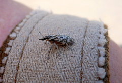 Cyphocleonus dealbatus