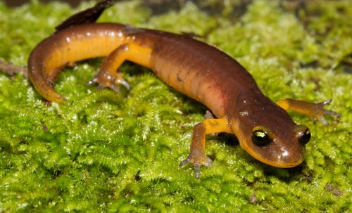 Ensatina, photo 4 of 10