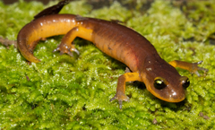 Ensatina photo 4