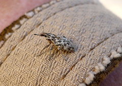 Cyphocleonus dealbatus