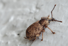 Otiorhynchus singularis