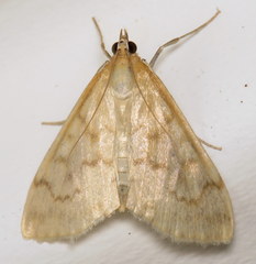 Hahncappsia pergilvalis