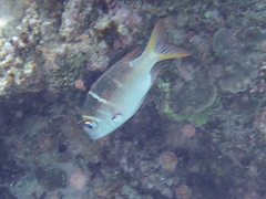 Monotaxis heterodon