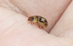 Peltoschema hamadryas