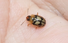 Peltoschema hamadryas