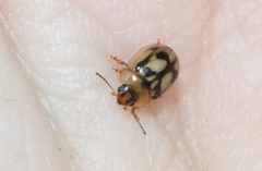 Peltoschema hamadryas