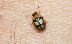 Peltoschema hamadryas