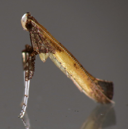 Azalea Leafminer Moth photo 3