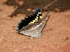 Charaxes solon