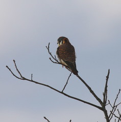 Falco sparverius sparverius