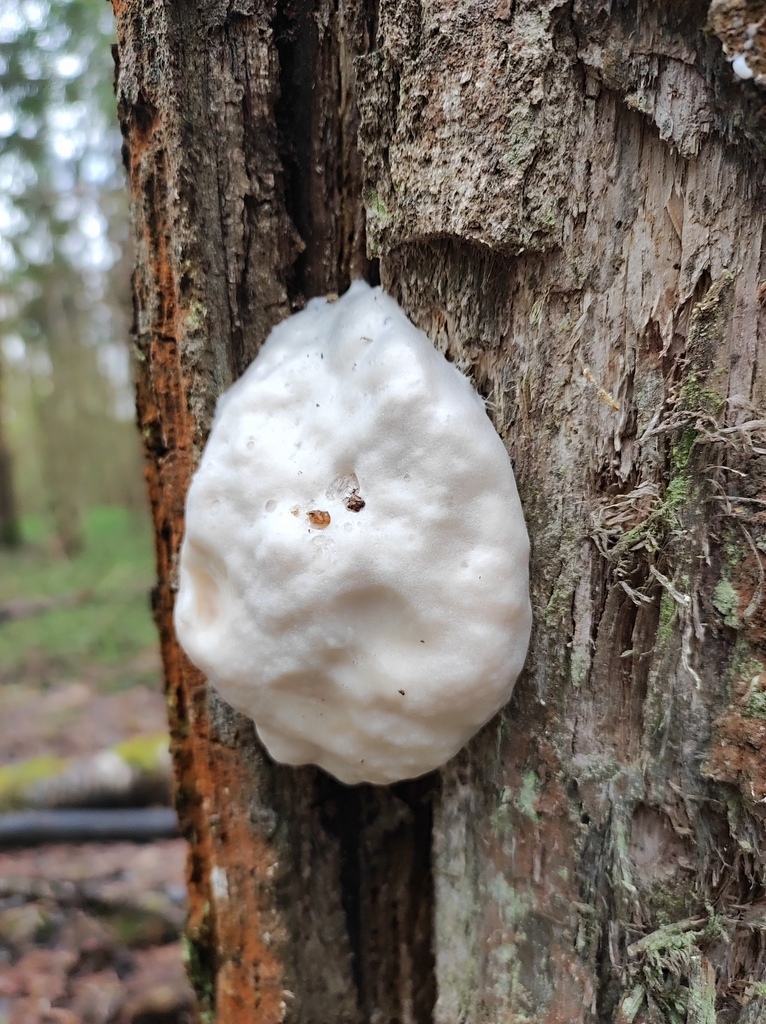 False Puffball from Шуйский р-н, Ивановская обл., Россия on April 26 ...