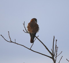 Falco sparverius sparverius