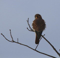 Falco sparverius sparverius
