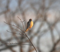 Falco sparverius sparverius