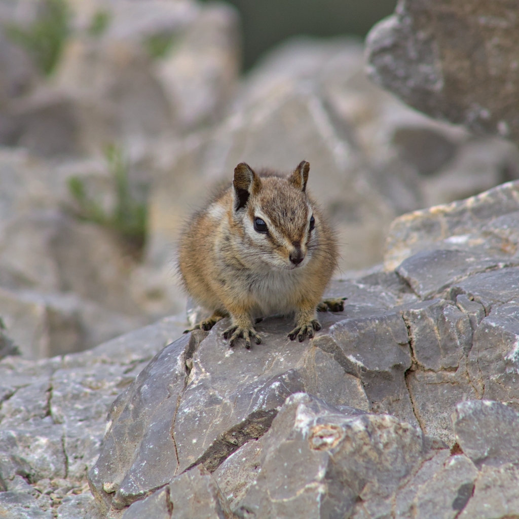 Palmer's Chipmunk in June 2023 by David Perry · iNaturalist