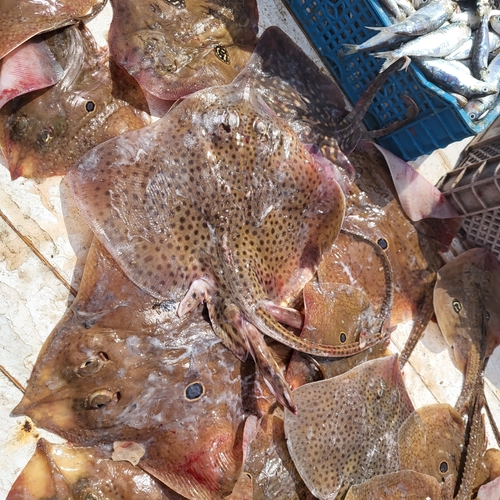 Photo of Blonde ray (Raja brachyura)