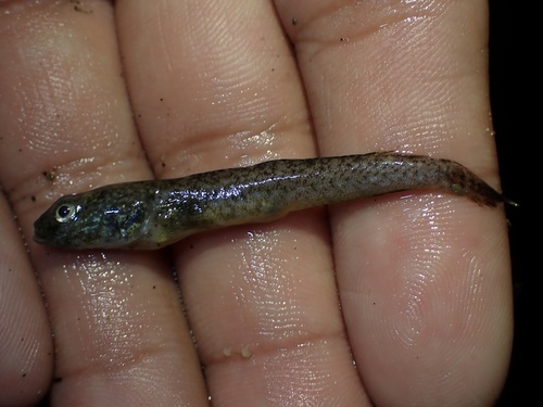 Cheekspot goby (Ilypnus gilberti) — Gobiidae — 3