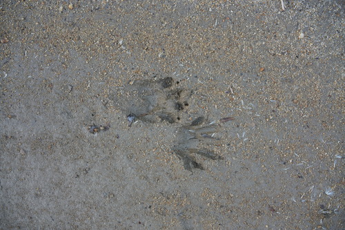 iNaturalist observation photo of Common Raccoon