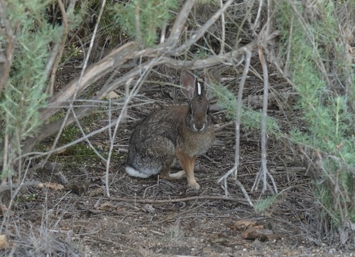 iNaturalist observation photo of Desert Cottontail