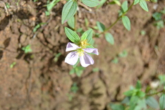 Pterolepis glomerata