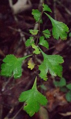 Crataegus marshallii