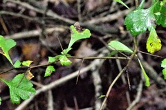 Crataegus marshallii
