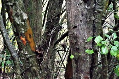 Crataegus marshallii