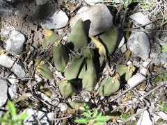 Ariocarpus trigonus