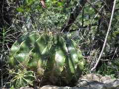 Ferocactus echidne