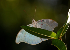 Dophla evelina
