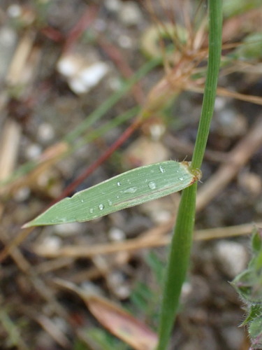 Image of Aegilops ventricosa by (c) David Delon, some rights reserved (CC BY)