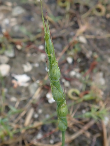 Image of Swollen Goatgrass (Aegilops ventricosa) by (c) David Delon, some rights reserved (CC BY)
