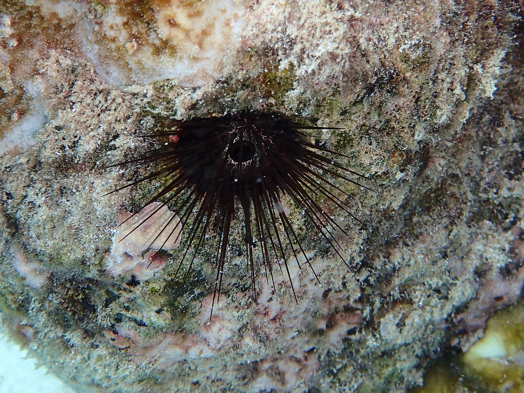 Echinostrephus aciculatus