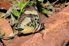 Euphaedra phaethusa