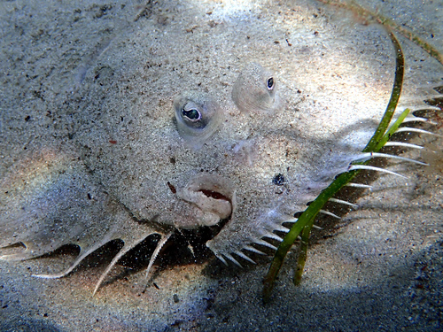 Bay flounder (Ammotretis rostratus) — Rhombosoleidae