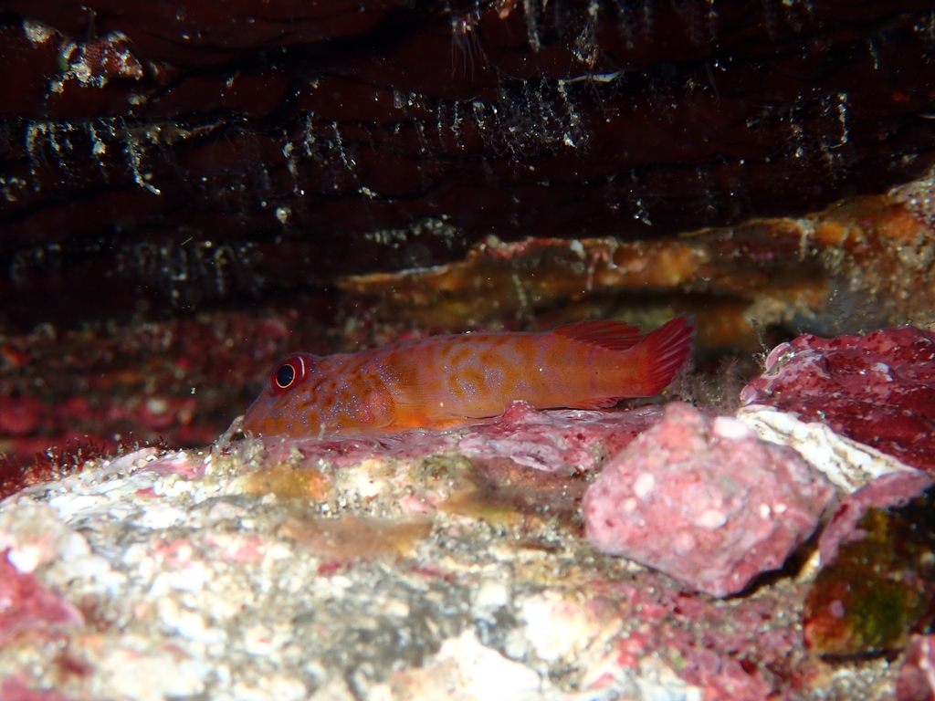 Speckled clingfish (Arcos poecilophthalmos) — Gobiesocidae