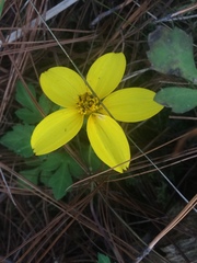 Bidens ostruthioides